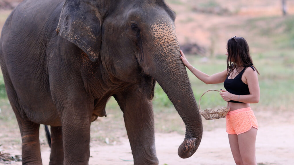 , Elephant Jungle Sanctuary Pattaya: A Half-Day Journey with the Gentle Giants